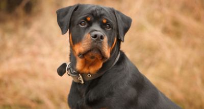 New DNA testing scheme for inherited condition in Rottweilers